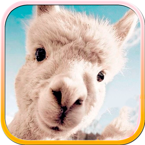 Fotos de alpacas