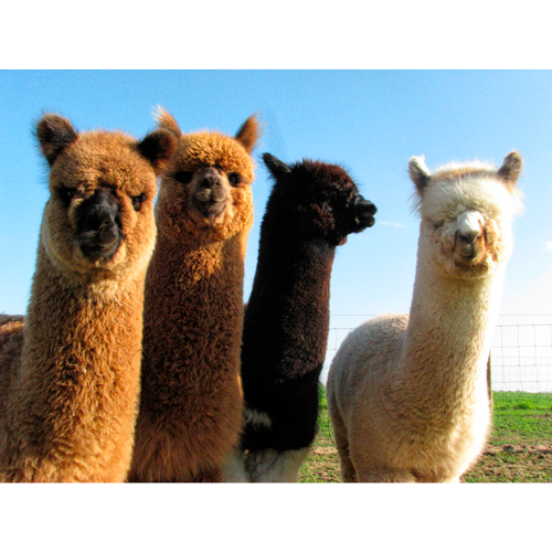 Imágenes de Alpacas