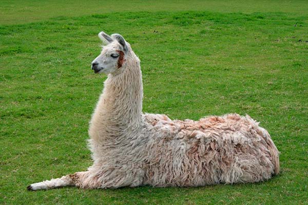 dealpacas, foto llama