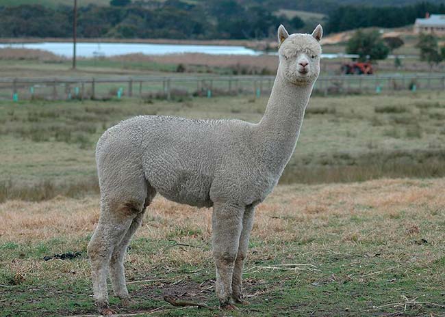 alpaca