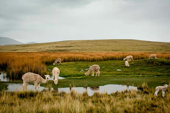 punta de alpaca