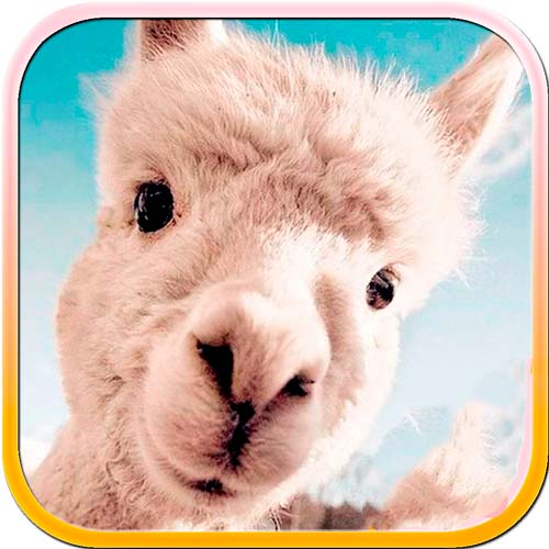 fotos de alpaca