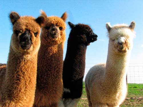 imagenes de alpaca