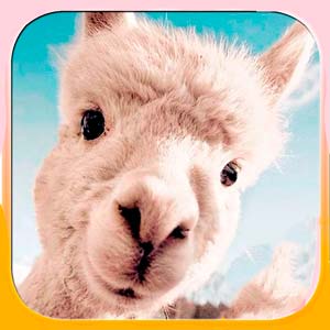 fotos de alpaca