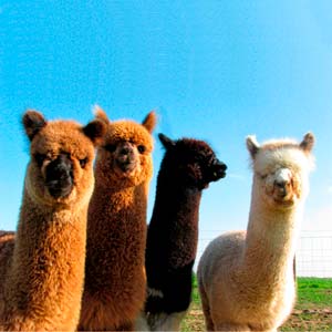 imagenes de alpaca